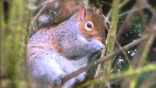 Watch Strawbs Not All The Flowers Grow video