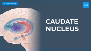 Anatomy Of The Caudate Nucleus - Quick Anatomy  Kenhub