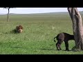 Male Lion Kills Baby Buffalo images Male Lion Kills Baby Buffalo