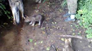 Tschechoslowakische Wolfshundewelpen Am Am Rinnsal.