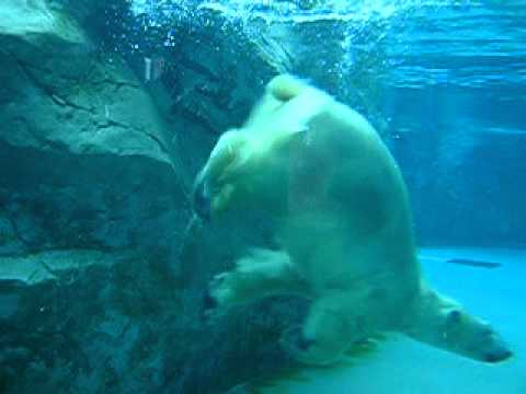 旭山動物園　泳ぐ白熊