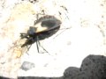 besucona