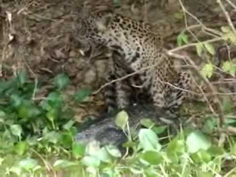 jaguar kills large black