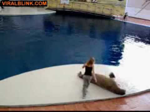 Dancing Seal - Awesome.flv