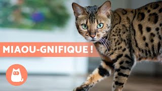 Top 10 Des Plus Belles Races De Chats Au Monde