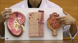 腎臓／ネフロンと血管／腎小体セット：動画