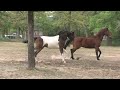 Yearling Pinto Half-Arabian Half-American Paint Horse Gelding for sale - Khiowa Painted Shai