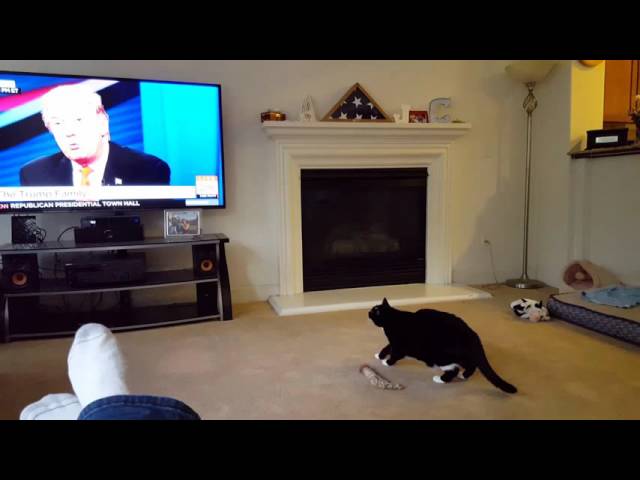 Cat Runs From Donald Trump On TV - Video