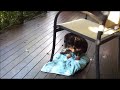 Dog and Dead Bird Causing Havoc on Verandah.wmv