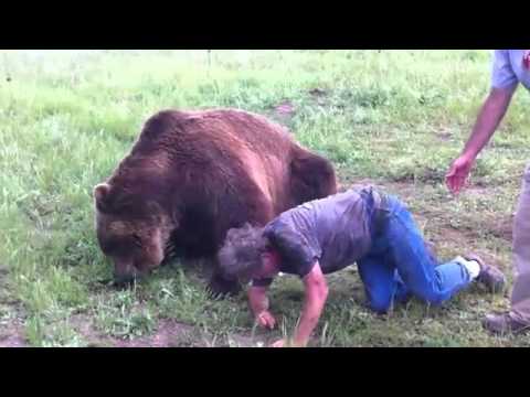 Как медведи убивают людей