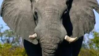 Wild African Elephant Trumpet