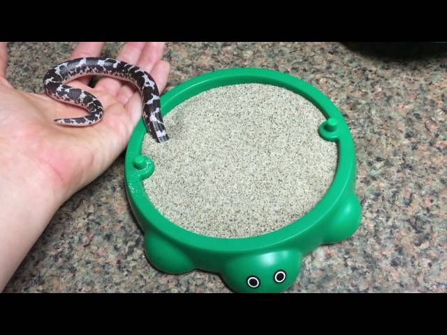 Little Snake Loves Burrowing In Sand - Video