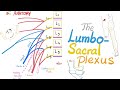 The Lumbosacral Plexus | Anatomy Series