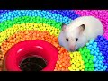 🐹 Hamster Escapes the  Pool Maze for Pets 🐹 in Hamster Stories