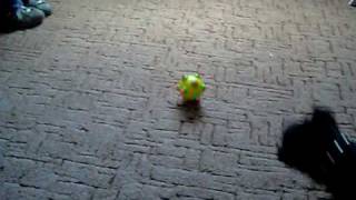 Crazy Staffordshire Bull Terrier Scared Of Ball