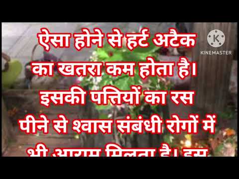 बेलपत्र के ऐसे अचूक उपाय जिससे कर्ज, संतान, सभी प्रकार की मनोकामना पूर्ण होंगी यकीन नहीं करके देखें