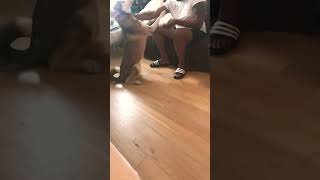 Hes Cleaning A Dog