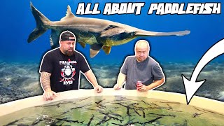 Everything You Need To Know About Paddlefish