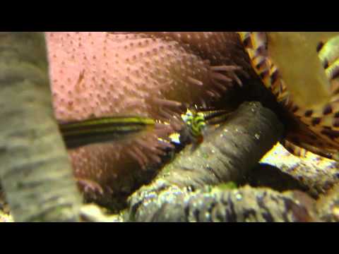 Header of Amblygobius hectori