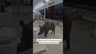 Marmaris De Halka Karışan Domuzlar