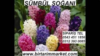 Sümbül Soğanı Satış,Sümbül Soğanı Satışı,Sümbül Soğanları Fiyatı,Sümbül Soğanları Fiyatları,Sümbül S