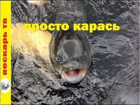 карась клюет на керосине карась клюет на керосине