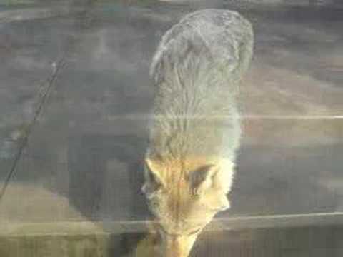 チュウゴクオオカミ in 天王寺動物園