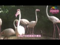 紅鶴搬家為哪樁-水禽區新厝落成 Flamingoes at Taipei Zoo