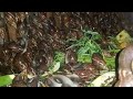 50min complete course on snail production | Agricware Consult