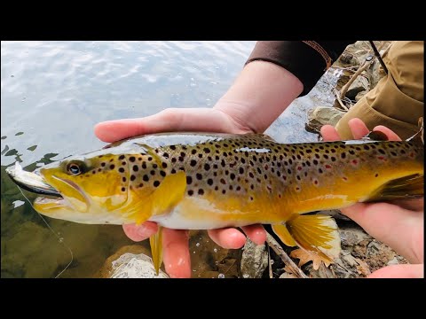 All Videos