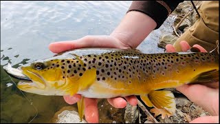 BIG BROWN TROUT to start off 2020!!