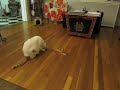 Our Cat Spins His Toy Wand By Himself!