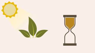 Tea Varieties