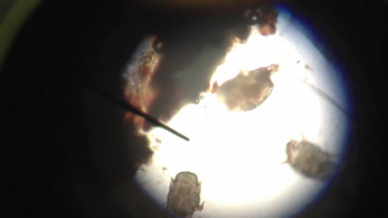 Natural Remedies For Ear Mites In Cats Natural Remedies For Ear Mites In Cats