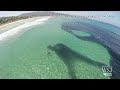 Massive School of Anchovies Spotted Near La Jolla