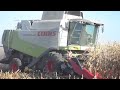 Corn Harvest 2010 with Lexion 540