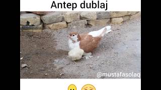 Güvercini Annesi Sanan Civciv Antep Dublaj