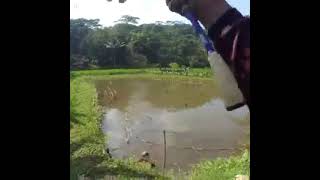 Setida Nya Tida Di Boncos Ya Lumayan Walompun Recing Moal Gagal