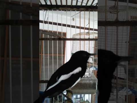 VIDEO : suara burung murai cacing jantan - suara yang bagus dan cantik. ...