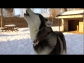Видео Dogs 101 - Siberian Husky