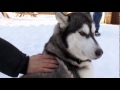 Dogs 101 - Siberian Husky