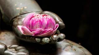 Lotus Dance Phil Thornton Lotus Dance Phil Thornton