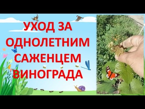Однолетний саженец винограда уход Однолетний саженец винограда уход