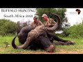 Buffalo hunting - South Africa. Join Chris and Mabula Pro Safaris in Limpopo Province
