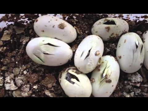 My corn snake egg clutch hatching - YouTube