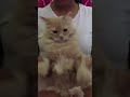 Berlin Joget Cesar Yuk Kita Sahur Trans Tv Caesar images Berlin Joget Cesar Yuk Kita Sahur Trans Tv Caesar