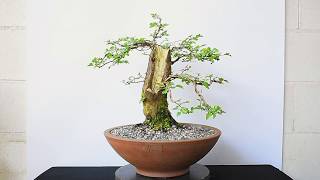 Crataegus Monogyna