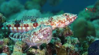 lizardfishes