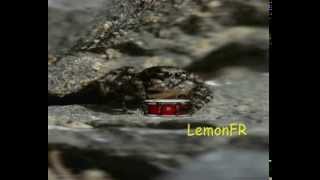 Rouming Gifsound Compilation