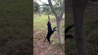 Hang Time Training Staffordshire Bull Terrier